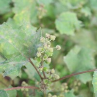 Xanthium strumarium L.